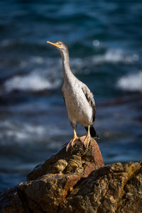 Seagull perching on rock