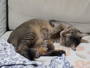 Cat sleeping on couch