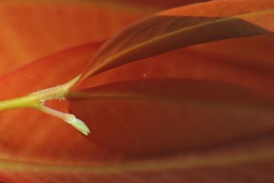 Close-up of leaf