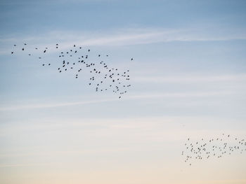 Low angle view of birds flying in sky