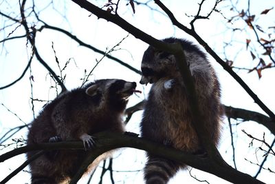 Low angle view of two cats on tree