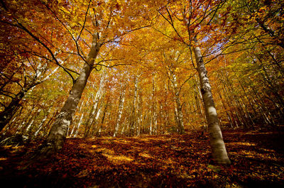 Trees in forest during autumn