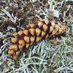 Close-up of log in forest