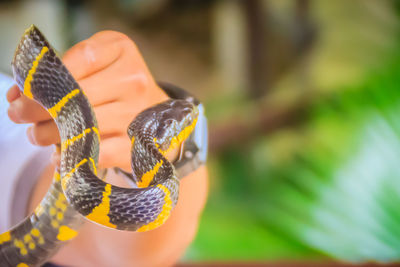 Close-up of butterfly on rope