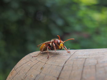 Close-up of insect on wood