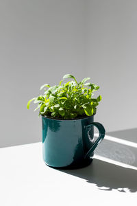 Young sprouts/seedlings arugula in a metal green mug in sunlight. new life plant