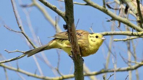 Low angle view of bird perching on branch