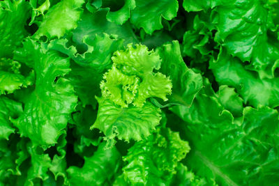 Full frame shot of green leaves