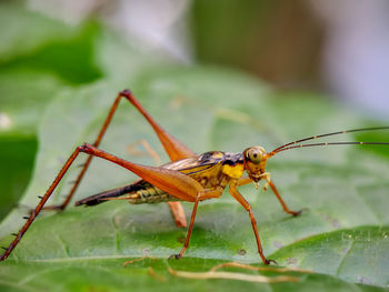 Close-up of insect