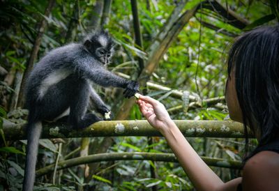 Woman giving food to monkey in forest