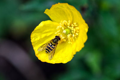 Close-up of insect on yellow flower