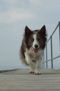 Dog on wall against sky