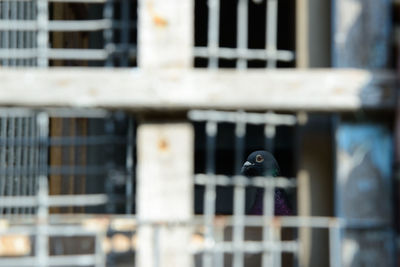 Close-up of bird in cage