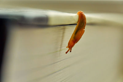 Close-up of a leaf