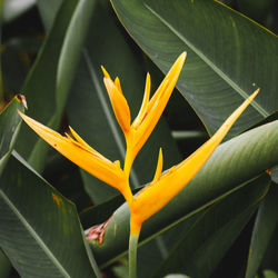 Close-up of yellow flowering plant