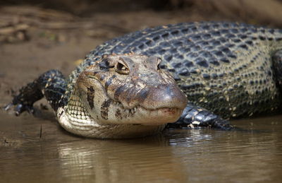 Close-up of crocodile in water