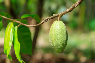 Close-up of fruit on tree