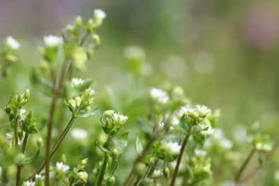 Close-up of plant