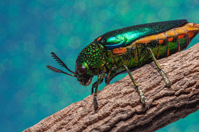 Close-up of insect on a tree