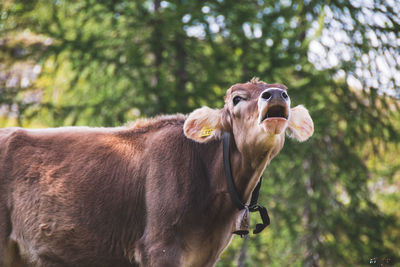 Cow in a forest