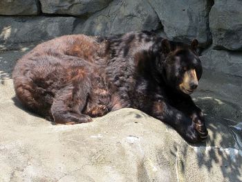 Close-up of sheep lying down