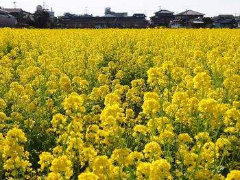 Yellow flowers in field