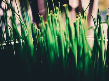 Close-up of bamboo plants