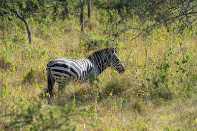 Plains zebra, equus quagga, lake mburo national park, uganda