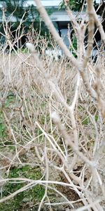 Close-up of plants