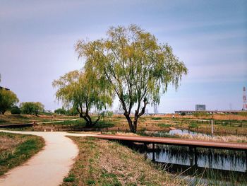 Scenic view of trees by river