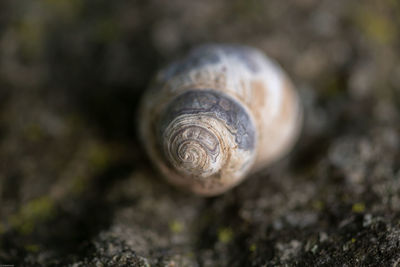 Close-up of snail on land