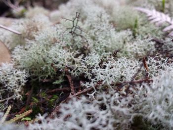 Close-up of snow on plants