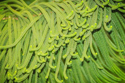 Full frame shot of green leaf