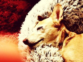 High angle view of dog sleeping