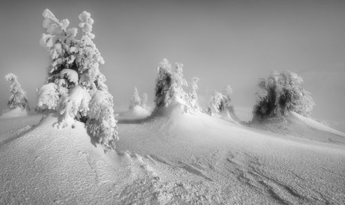 Panoramic shot of trees on snow covered land