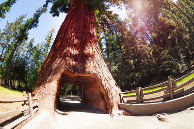 View of trees in park against sky