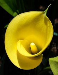 Close-up of yellow flowers