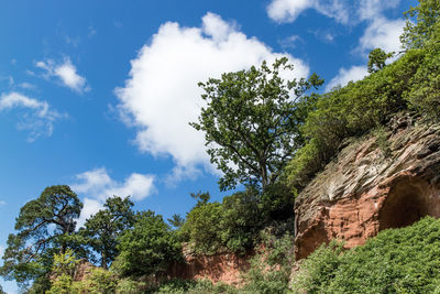 Low angle view of trees against sky