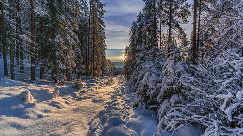 The forest in winter is fabulous and a walk through it is pure pleasure.