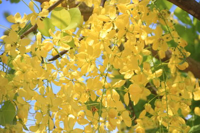 Close-up of yellow flowering plant