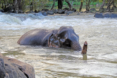 Elephant takes bath in river