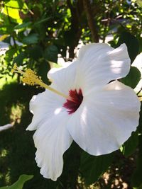 Close-up of white flower