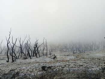 Bare tree on snow covered land against sky