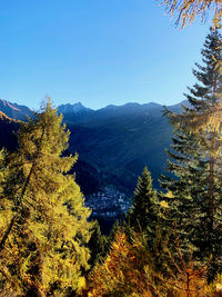 Pine trees in forest against clear blue sky