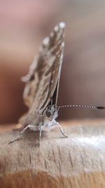 Close-up of butterfly on plant