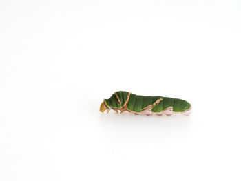 Close-up of insect over white background