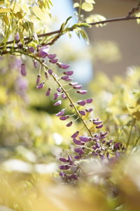 Close-up of purple flowering plant