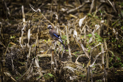 Close-up of bird perching on a field