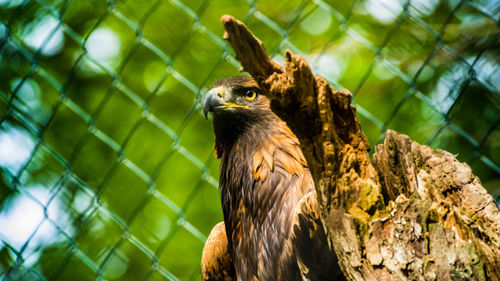 Low angle view of eagle perching on tree