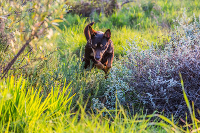 Dog jumping, australian kelpie